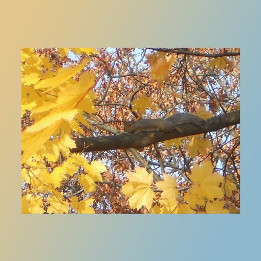 Eekhoorn's Zen Moment Briefkaart