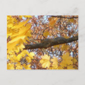 Eekhoorn's Zen Moment Briefkaart (Voorkant)