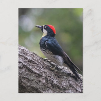 Eekhoornspecht Ansichtkaart | Bosvogel Kunst Briefkaart