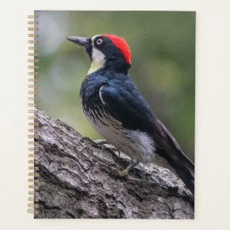 Eekhoornspecht Planner | Bosvogelkunst