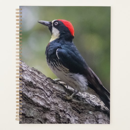 Eekhoornspecht Planner | Bosvogelkunst (Voorkant)