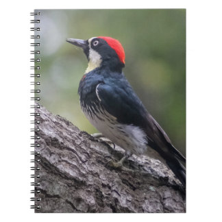 Eekhoornspecht Spiraal Notebook | Vogel Kunst Notitieboek