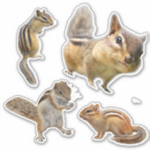 Eekhoorntje Sticker Verzameling (Voorkant)