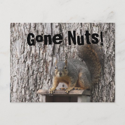 Eekhoorntjes Briefkaarten (Voorkant)
