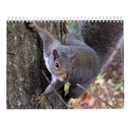 Eekhoorntjes Saltus Fidelis Calendar Kalender (Achterkant)