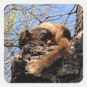 Eekhoorntjes stickers