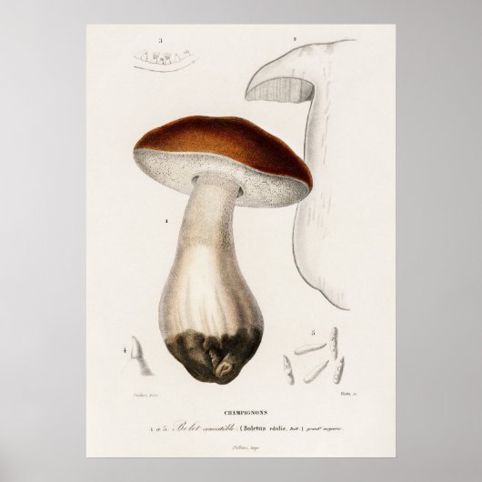 Eekhoorntjesbrood (Boletus edulis) Poster (Voorkant)