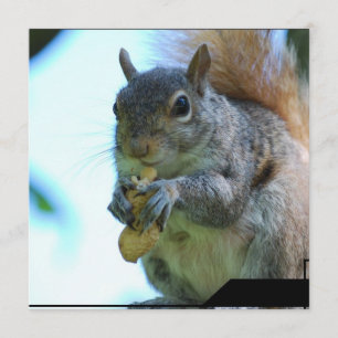 Eekhoornuitvindingen Kaart