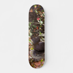 Eekhoornvoer Tijd Persoonlijk Skateboard