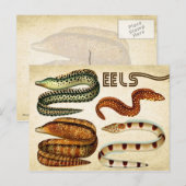 EELS BRIEFKAART (Voorkant / Achterkant)