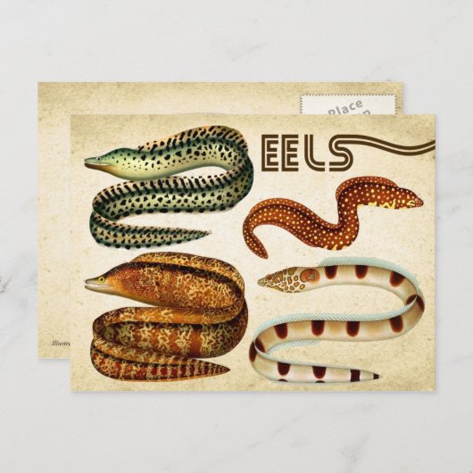 EELS BRIEFKAART (Voorkant / Achterkant)