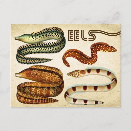 EELS BRIEFKAART (Voorkant)