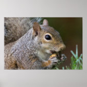 Een A-peling Nut Vrouw Squirrel Poster (Voorkant)