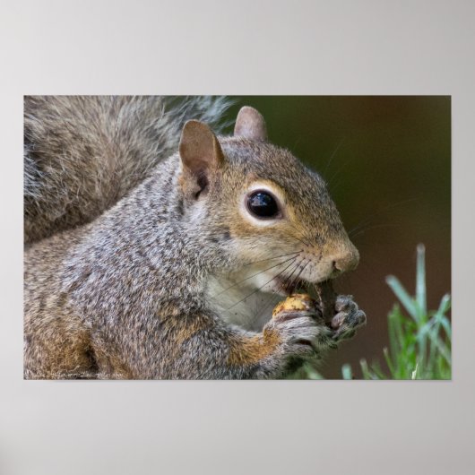 Een A-peling Nut Vrouw Squirrel Poster (Voorkant)
