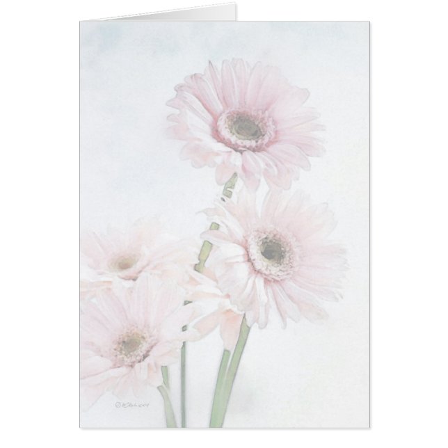 Een aanraking met roze Gerber Daisies (Voorkant)