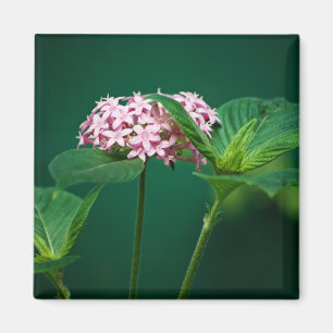 Een aanraking van Roze in de Groene Magnet