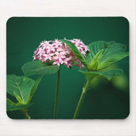 Een aanraking van Roze in de Groene Mousepad Muismat (Voorkant)