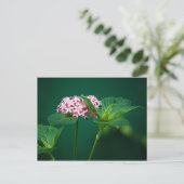 Een aanraking van Roze in het Groene Briefkaart (Staand voorkant)