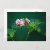 Een aanraking van Roze in het Groene Briefkaart (Voorkant / Achterkant)