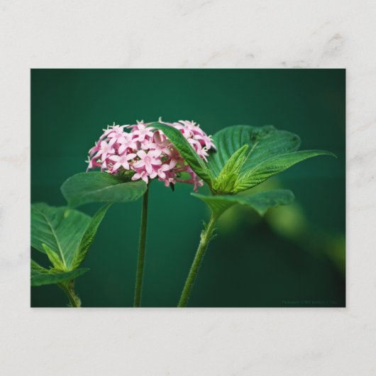 Een aanraking van Roze in het Groene Briefkaart (Voorkant)