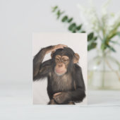 Een aap die zijn hoofd krabt briefkaart (Staand voorkant)