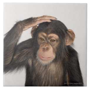 Een aap die zijn hoofd krabt tegeltje