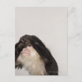 Een aap die zijn ogen bedekt briefkaart (Voorkant)