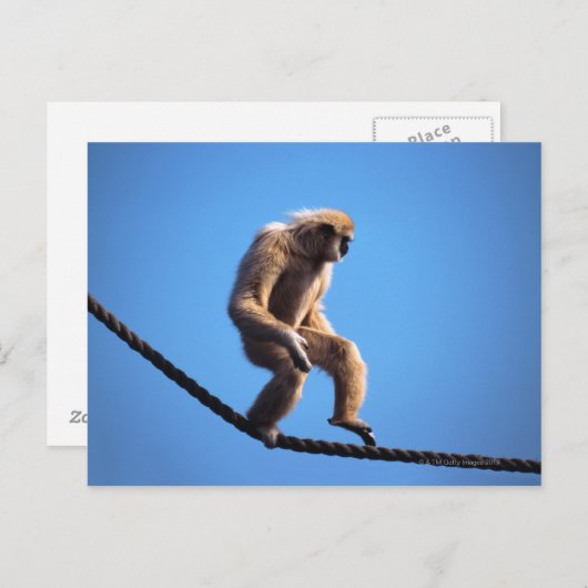 Een aap loopt op touw briefkaart (Voorkant / Achterkant)