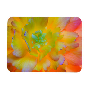 Een achterlicht, gloeiende begonia bloesem magneet