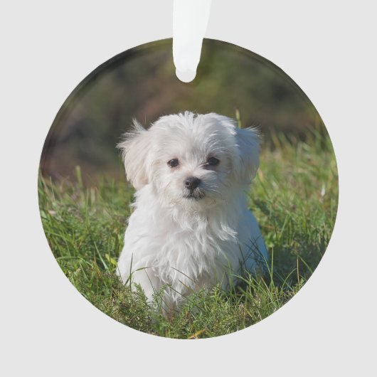 Een acrylkerstversiering maken - Pic/Text toevoege Ornament (voorkant)