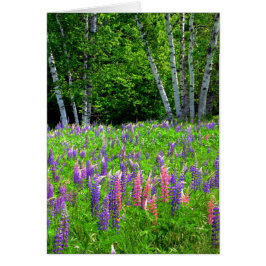 Een ademloos moment tussen de lupine