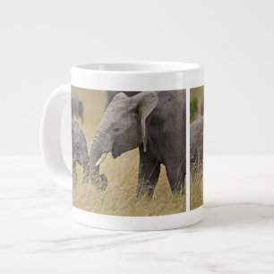 Een Afrikaanse olifant die graast in de velden Grote Koffiekop