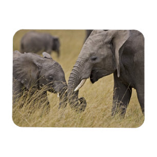 Een Afrikaanse olifant die graast in de velden Magneet