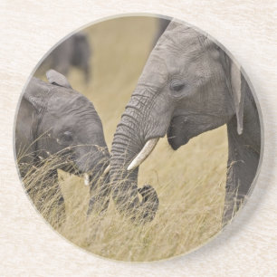 Een Afrikaanse olifant die graast in de velden Zandsteen Onderzetter