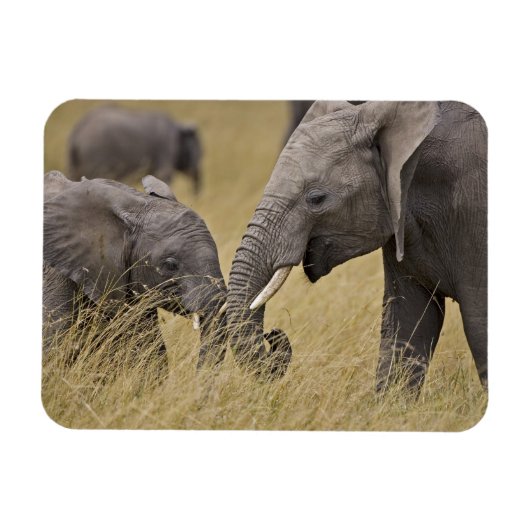 Een Afrikaanse olifant die op de velden grazen Magneet (Horizontaal)