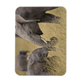 Een Afrikaanse olifant die op de velden grazen Magneet (Verticaal)