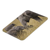 Een Afrikaanse olifant die op de velden grazen Magneet (Linkerzijde)