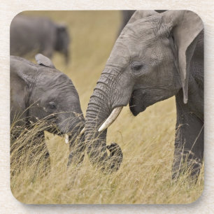 Een Afrikaanse olifant graast in de velden Bier Onderzetter