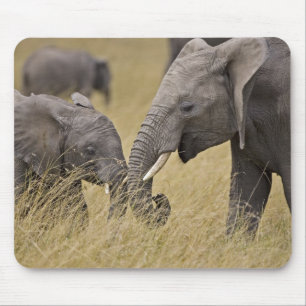 Een Afrikaanse olifant graast in de velden Muismat