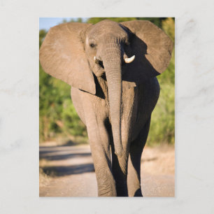 Een Afrikaanse Olifant (Loxodonta Africana) Loopt Briefkaart