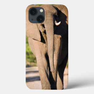 Een Afrikaanse Olifant (Loxodonta Africana) Loopt iPhone 13 Hoesje