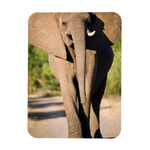 Een Afrikaanse Olifant (Loxodonta Africana) Loopt Magneet