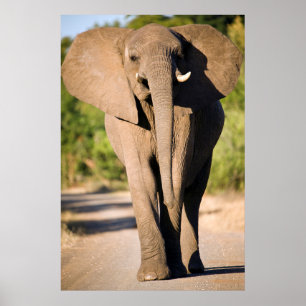 Een Afrikaanse Olifant (Loxodonta Africana) Loopt Poster