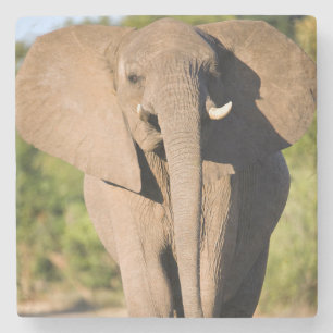 Een Afrikaanse Olifant (Loxodonta Africana) Loopt Stenen Onderzetter