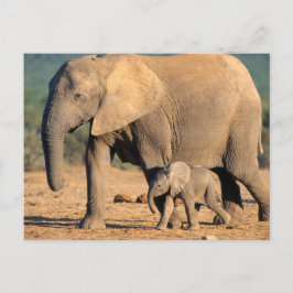 Een Afrikaanse olifant moeder en kalf op de been Briefkaart
