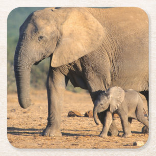 Een Afrikaanse olifant moeder en kalf op de been Kartonnen Onderzetters