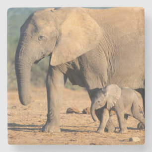 Een Afrikaanse olifant moeder en kalf op de been Stenen Onderzetter