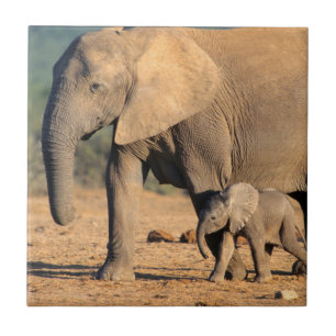 Een Afrikaanse olifant moeder en kalf op de been Tegeltje
