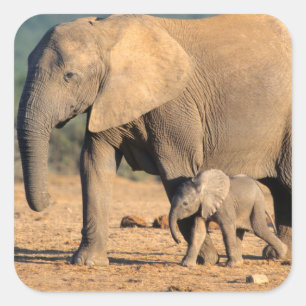 Een Afrikaanse olifant moeder en kalf op de been Vierkante Sticker