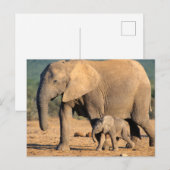 Een Afrikaanse olifantenmoeder en kalf onderweg Briefkaart (Voorkant / Achterkant)